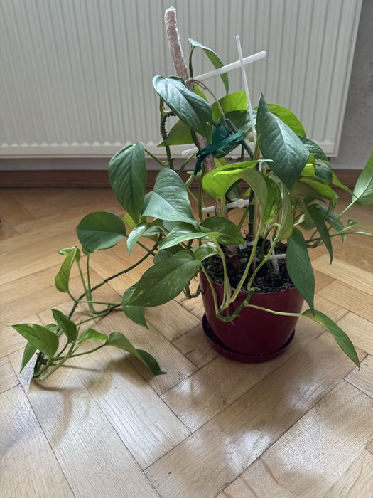 Сциндапсус гігант