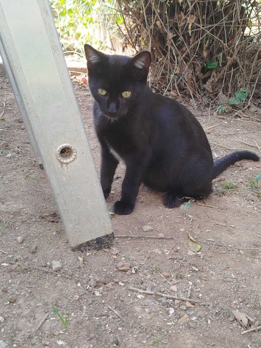 Gatinhos para Adoção