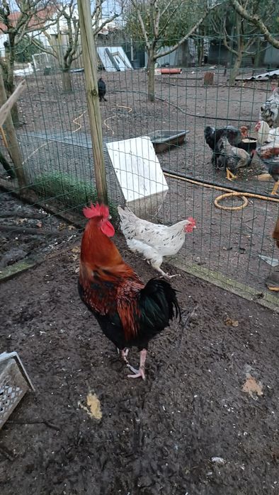 Casal de Galinhas Maran