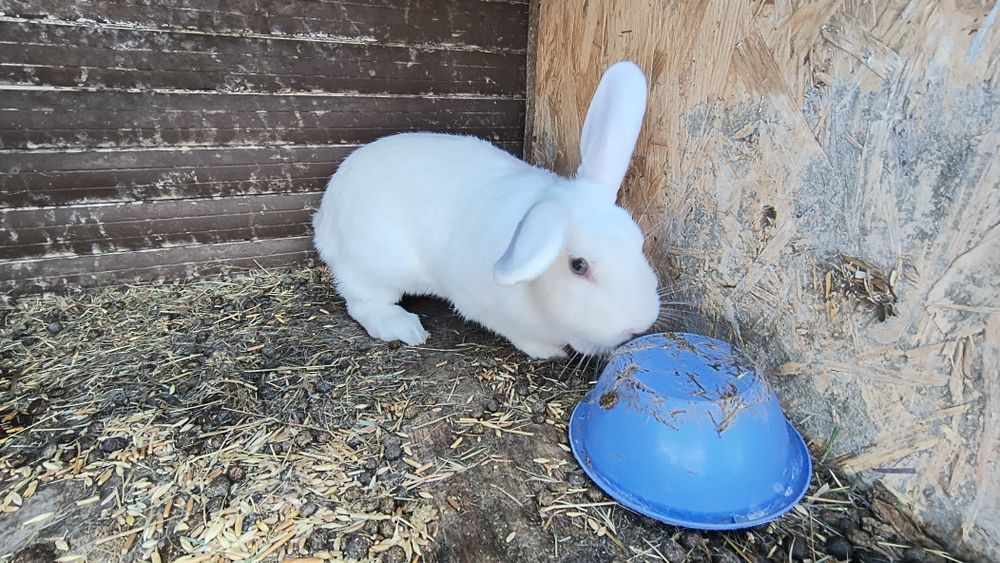 Продам декоративні кролики