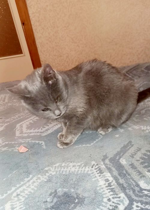 Кішечка стерелізована безкоштовно в добрі ручки