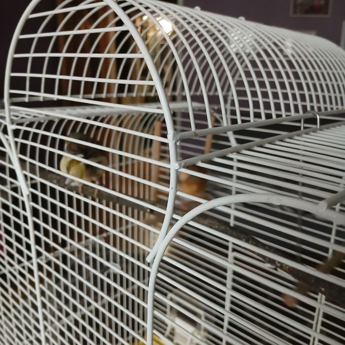 Sprzedam parke kanarkow