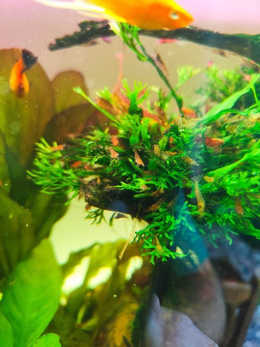 Krewetki mix kolorów