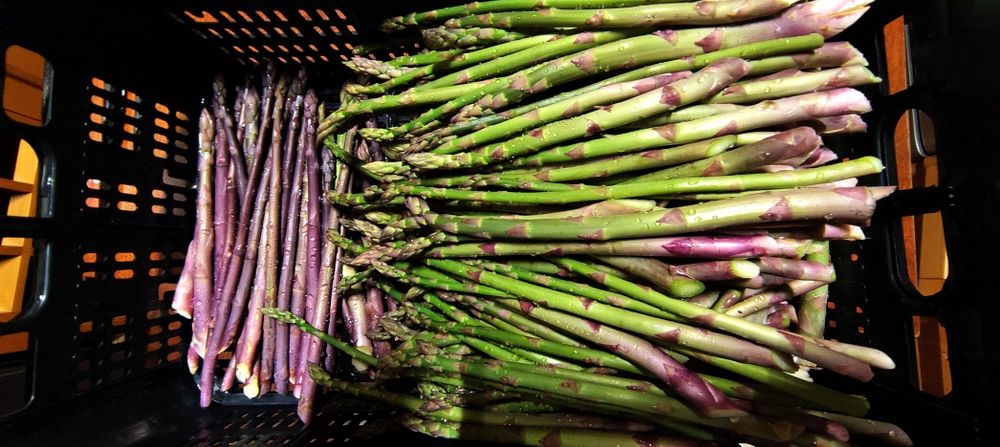 Espargos verdes nacionais