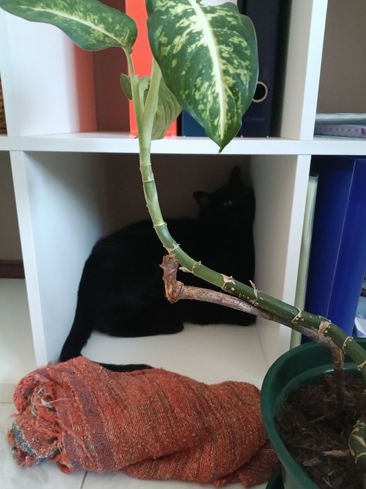 Gatinho para adoção