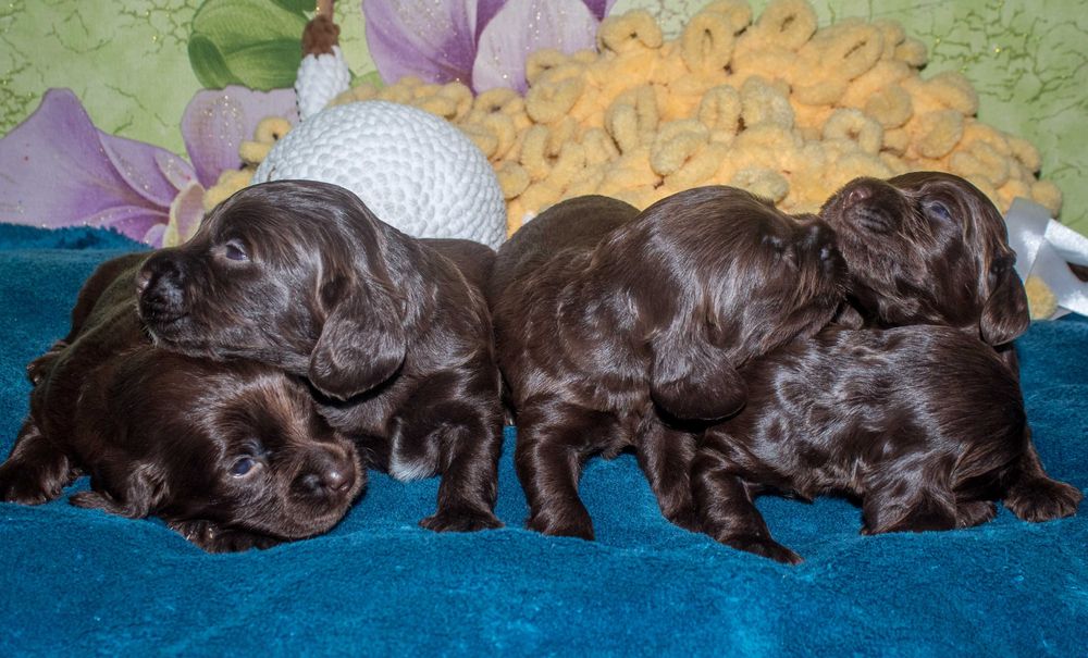 Щенки (цуценята) английского кокер спаниеля редкого шоколадного окраса