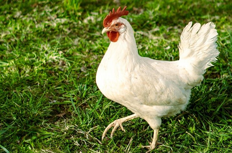 Kury nioski Leghorn z jajkiem Starokrzepice