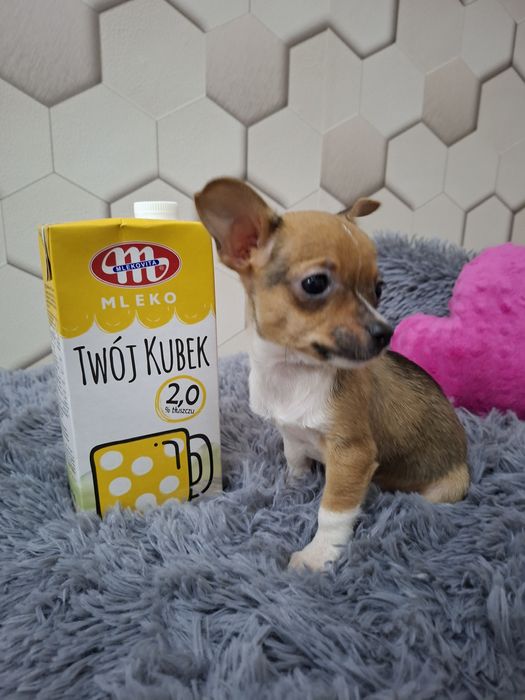 Pies Chihuahua krótkowłosy