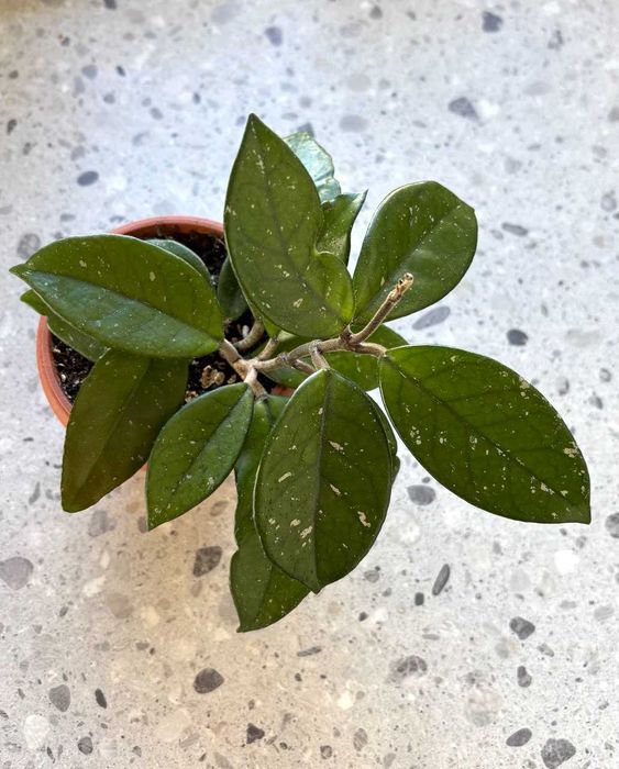 Hoya Carnosa Woskownica Hoja różowa ładna młoda roślina ze zdjęcia