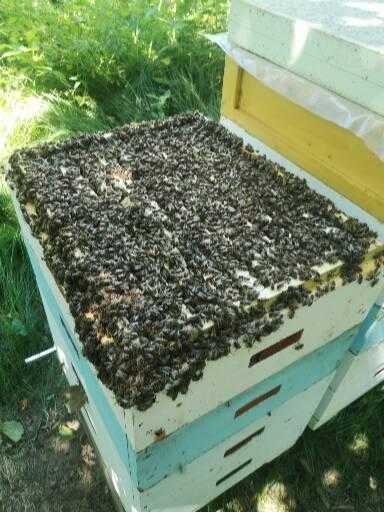 Бджоломатки 2026