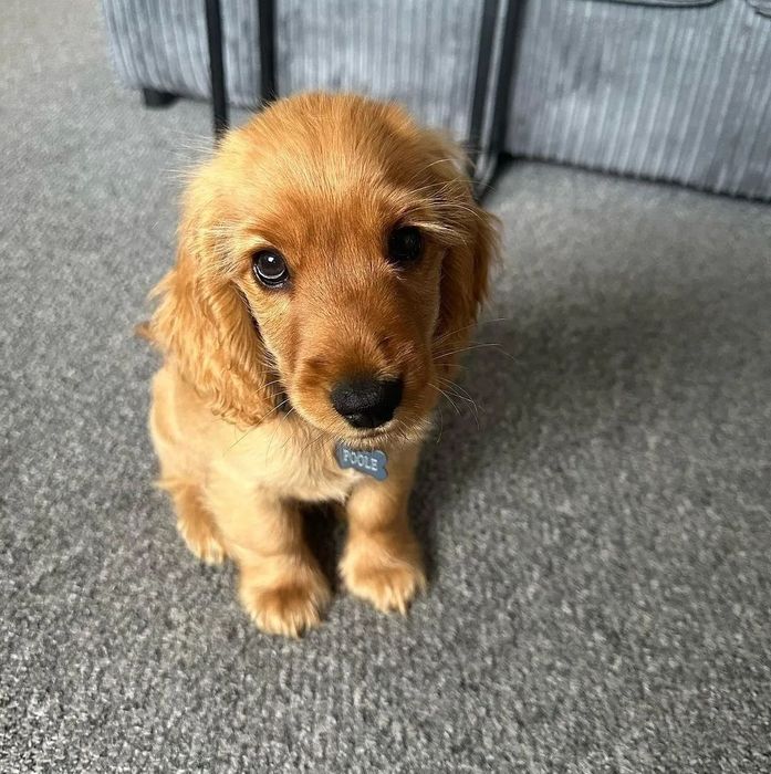 Спаніель дуже хорошої якості цуценята