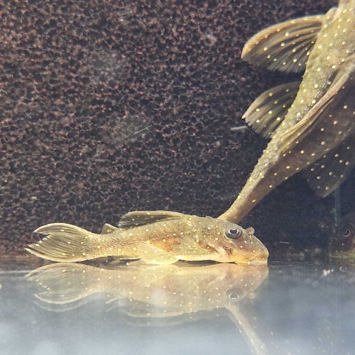 Zbrojnik L004 Angelicus Pleco Piekny w kropeczki glonojad