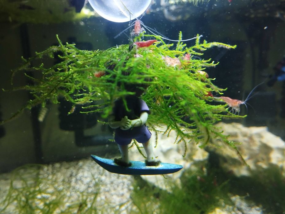 Camarões Red Cherry