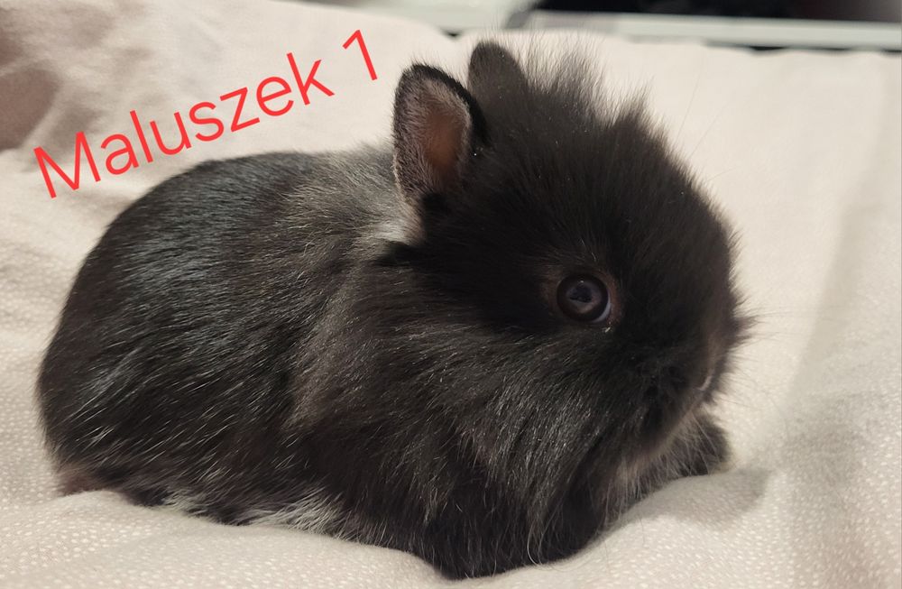 Teddy króliczek miniaturka , kroliczki
