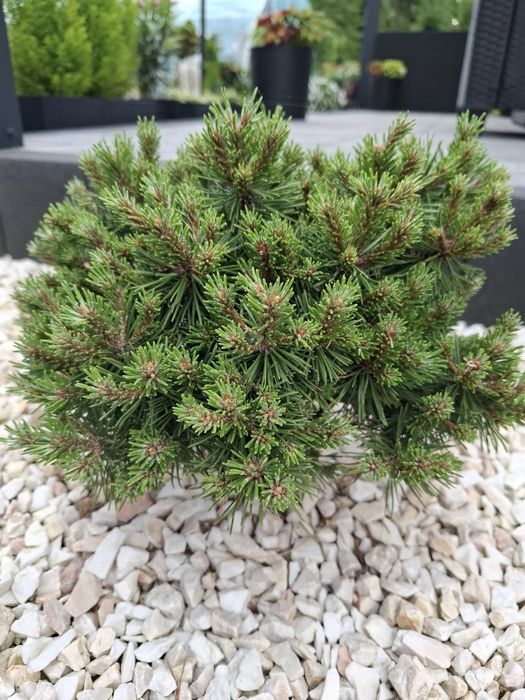 Krzewy szczepione na pniu