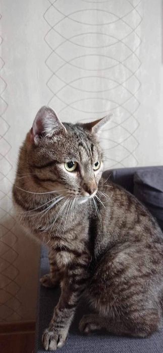 Приезжайте знакомиться к котиками