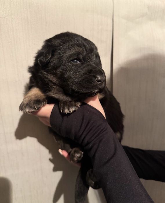 Продаются щенки — немецкой овчарки метисы