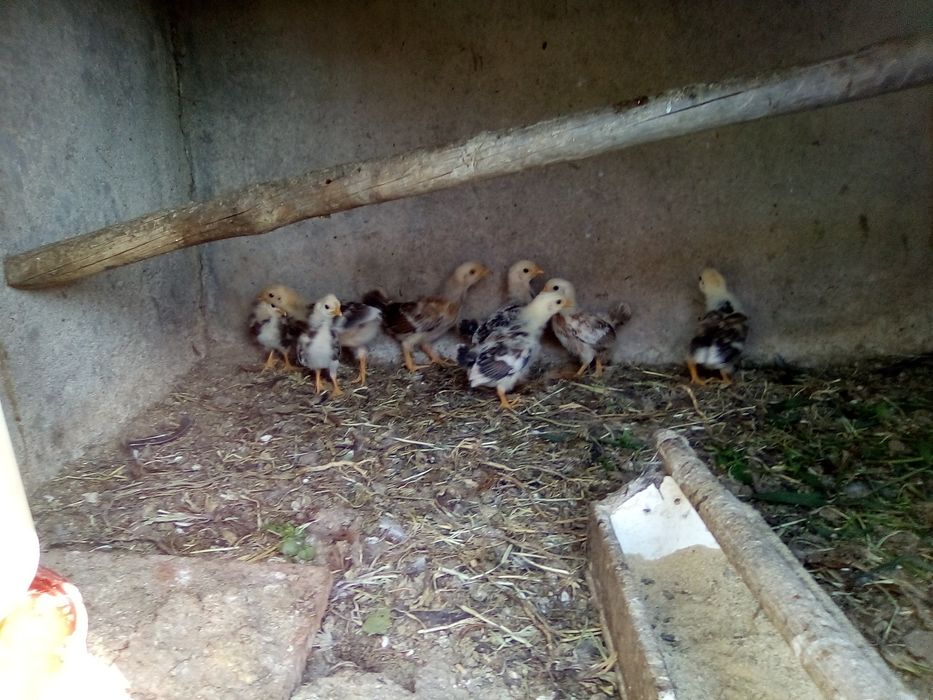 Cokichos de raça e frangos de raça grande