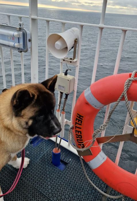 Курʼєрська доставка тваринок