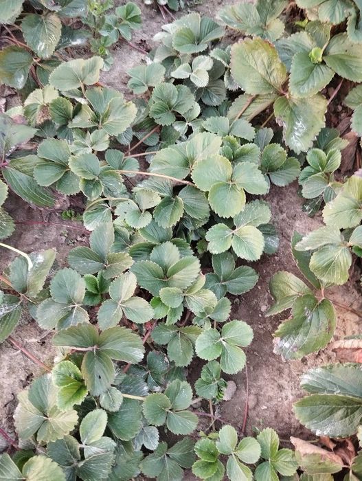 Sprzedam sadzonki truskawek