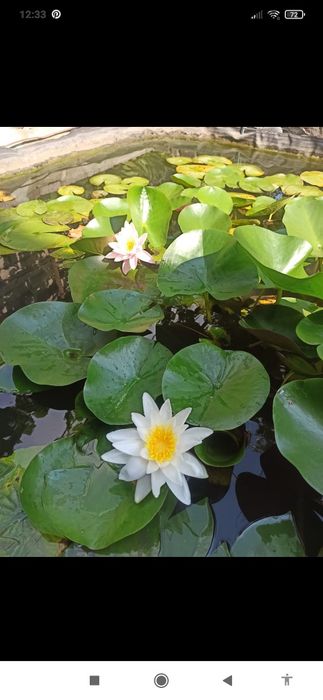 Снежноягодник,Жимолость(пахучая желто-белая),Гортензия Анабель, туи.