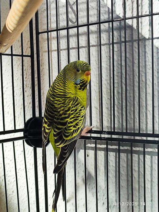 Casal Periquito black face