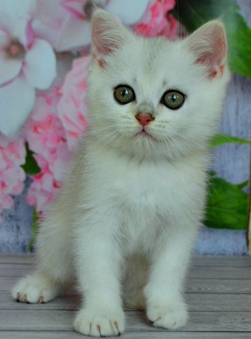 Британские котята серебристые шиншиллы
