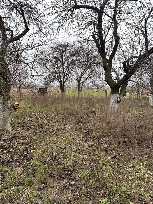 Продаж будинку з ділянкою 25 соток  с. Небелиця, Київська область