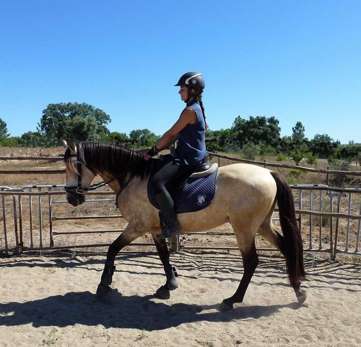 Lindo D-pony baio "Poneì Português"