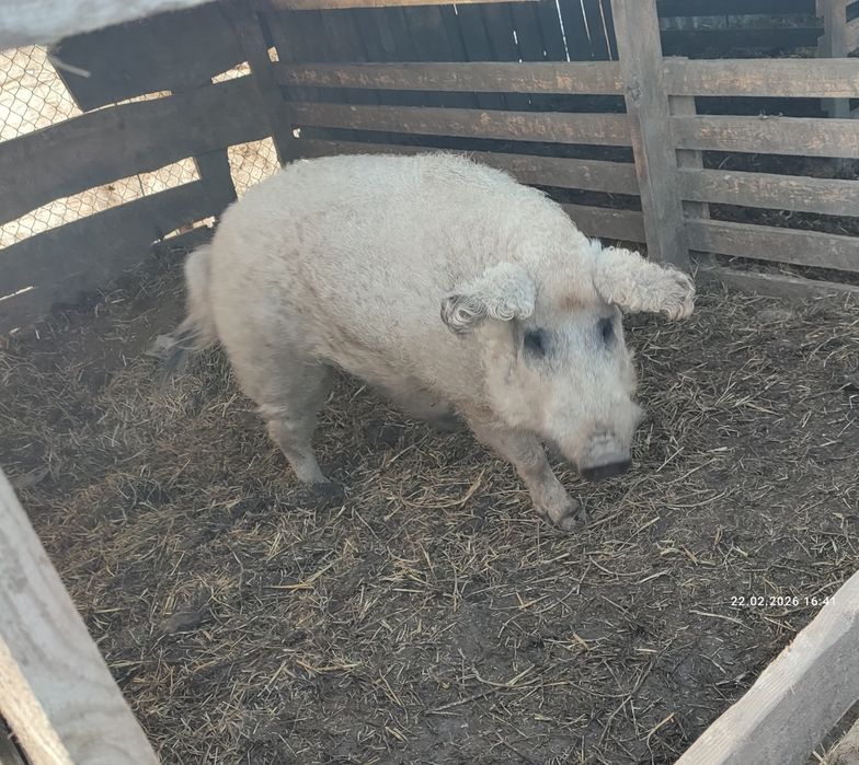Кнур венгерської мангалиці