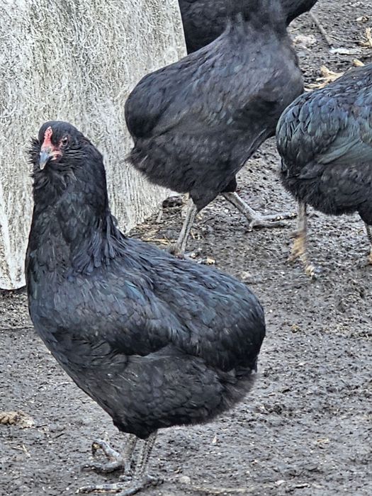 Araucany jajka legowe