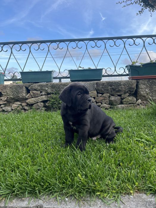 Cane Corso macho cor preto