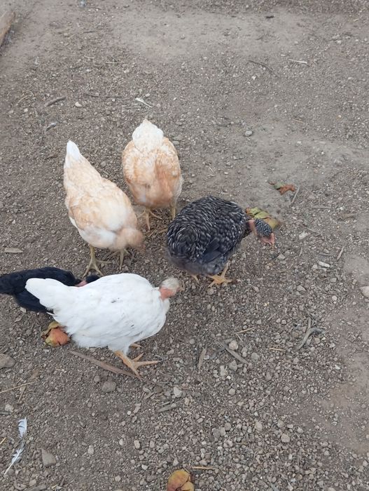 Galinhas peladas no pescoço