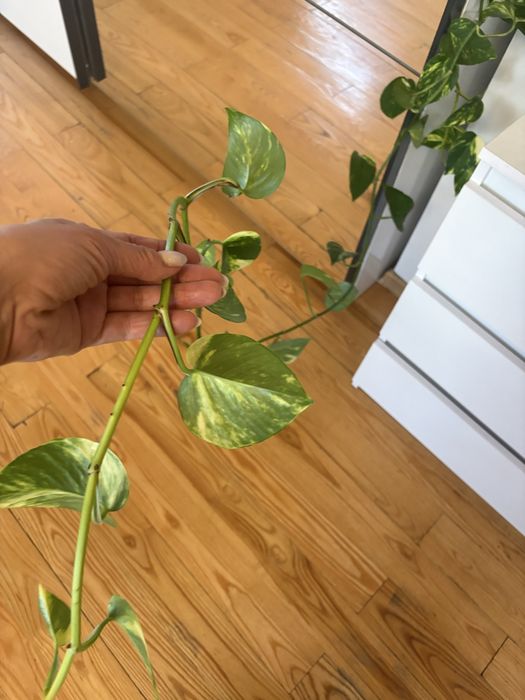Epipremnum zlociste