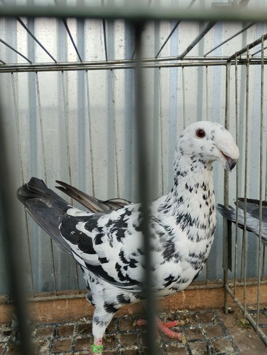 Niemiecki wystawowy samiec 25r.