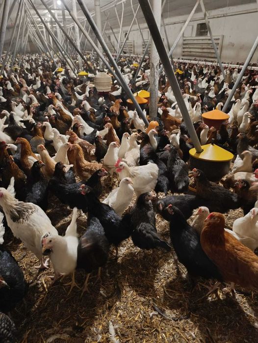 KURY NIOSKI 26 tygodni dowozimy