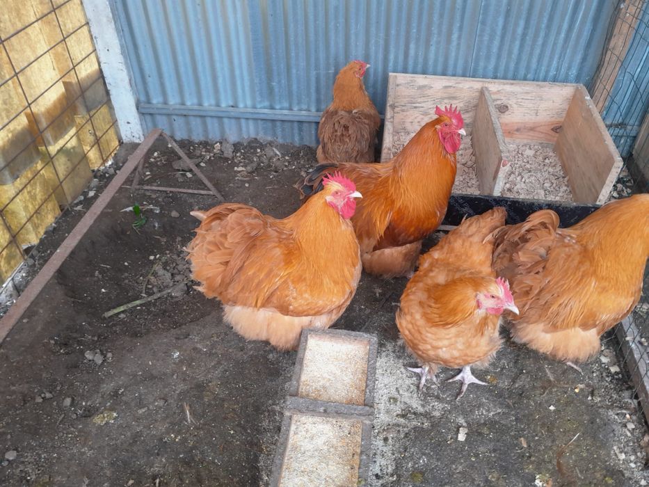 Galo orpington apenas 1