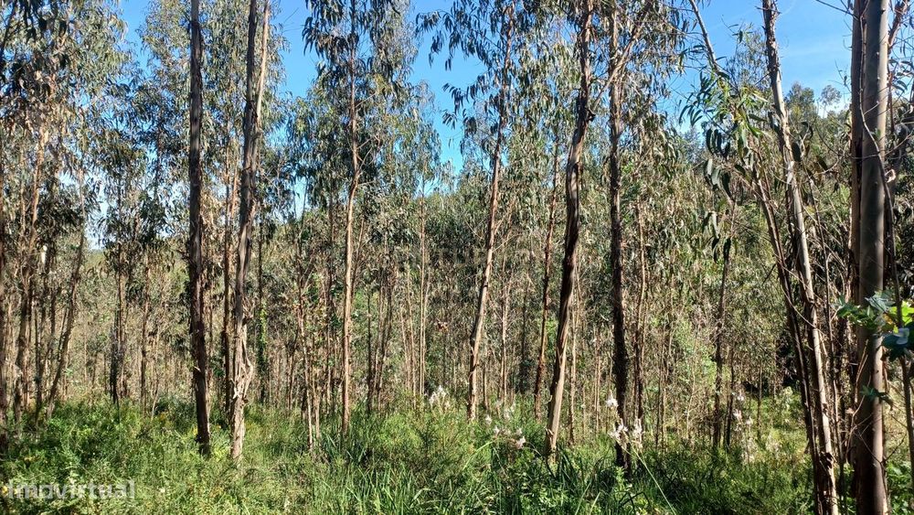 Terreno - Vila Nova da Barca - Venda