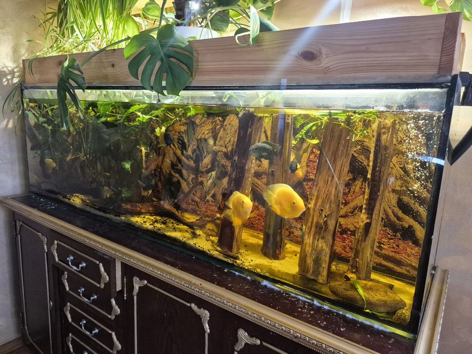 Akwarium 280 litrów pełne wyposażenie  fluval fx4