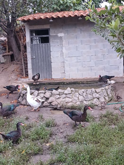 Patos mudos caseiros