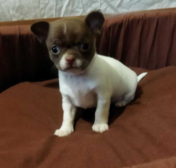 Замечательная девочка чихуахуа.