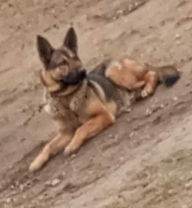 Oddam w dobre ręce owczarka-mieszańca