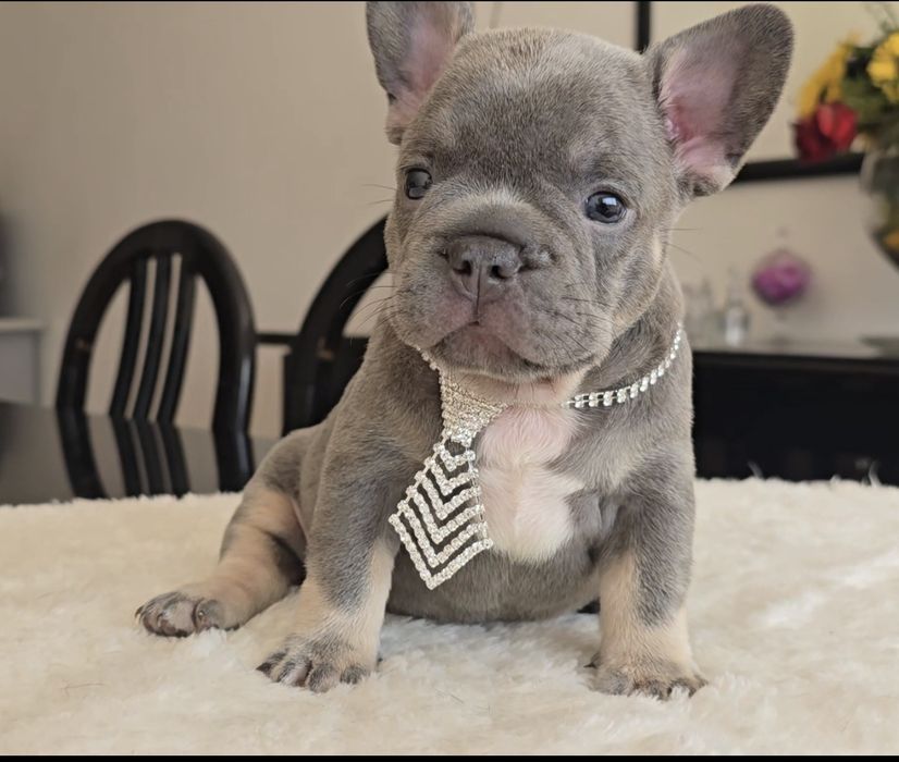 Bulldog francês Qualidade Lilac