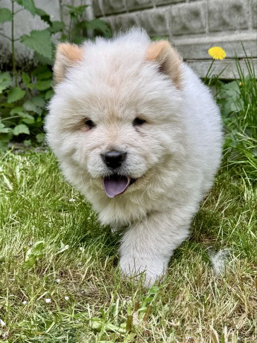 Chow Chow - śliczny piesek