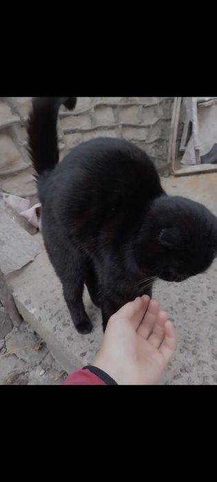В'язка злучка паровка кіт висловухий
