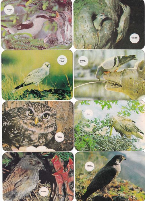 Calendários - As nossas AVES(completa)