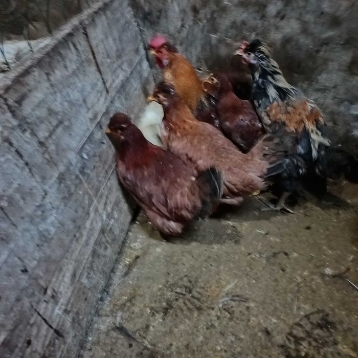 Fracas / galinha de Angola / cocós / coquichas