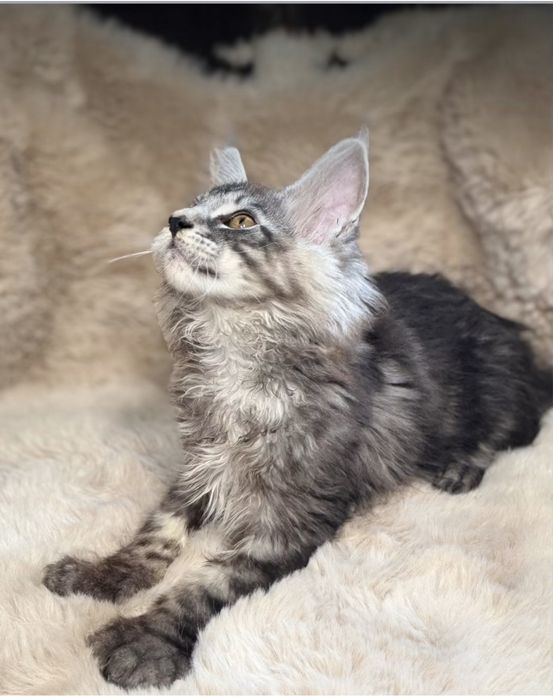 Maine Coon kocurek polidactyl
