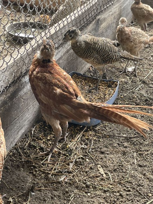 Фазани мисливські