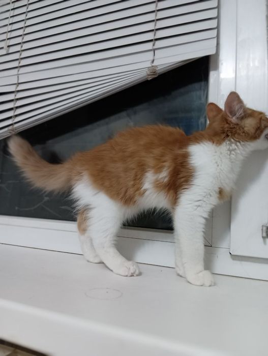 руде кошеня шукає батьків